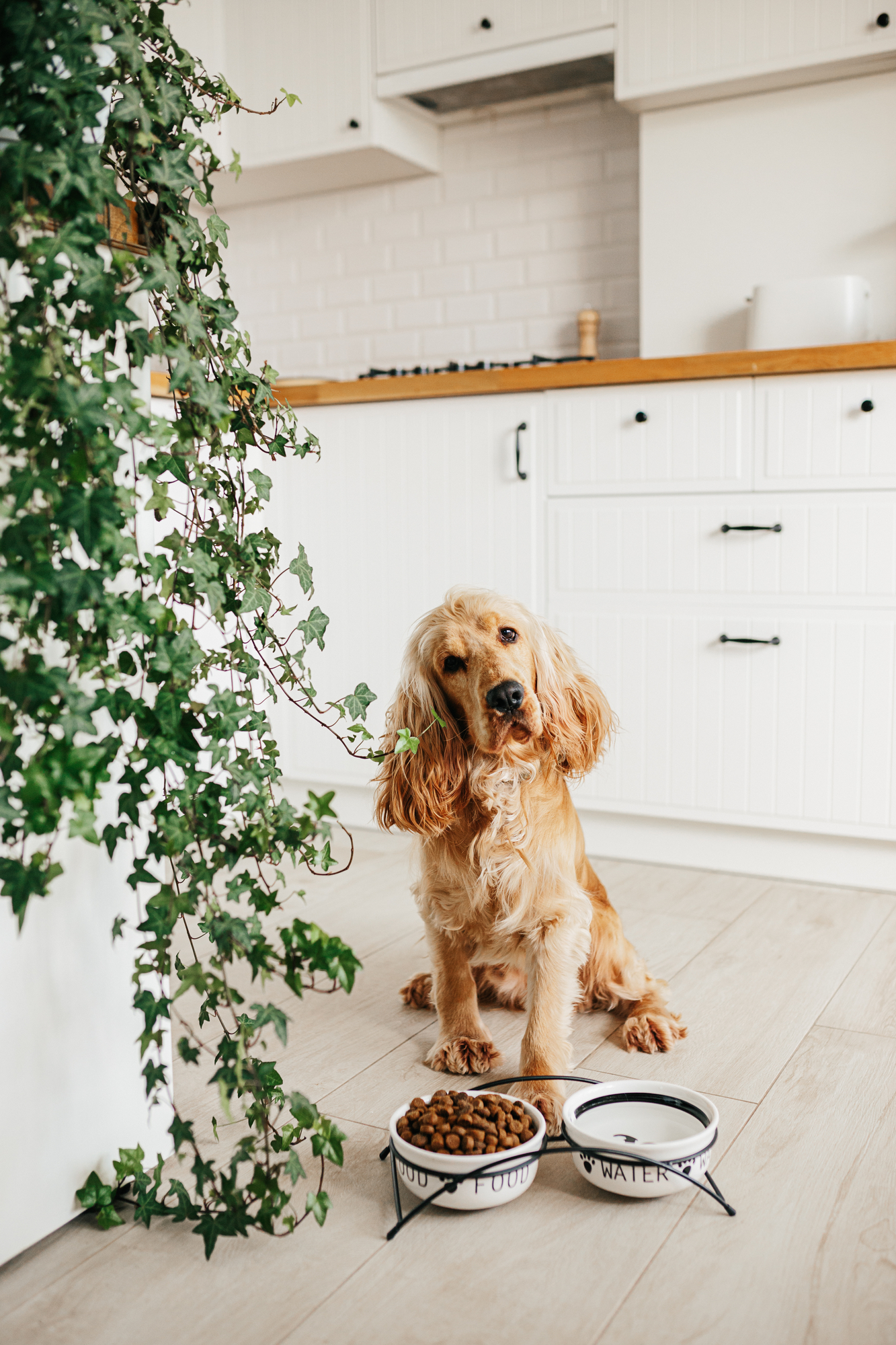 English cocker spaniel dog eating food from ceramic bowl