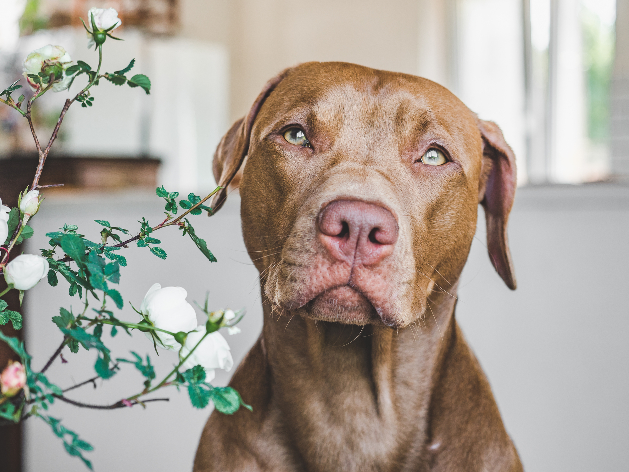 Lovable, pretty puppy of chocolate color. Closeup