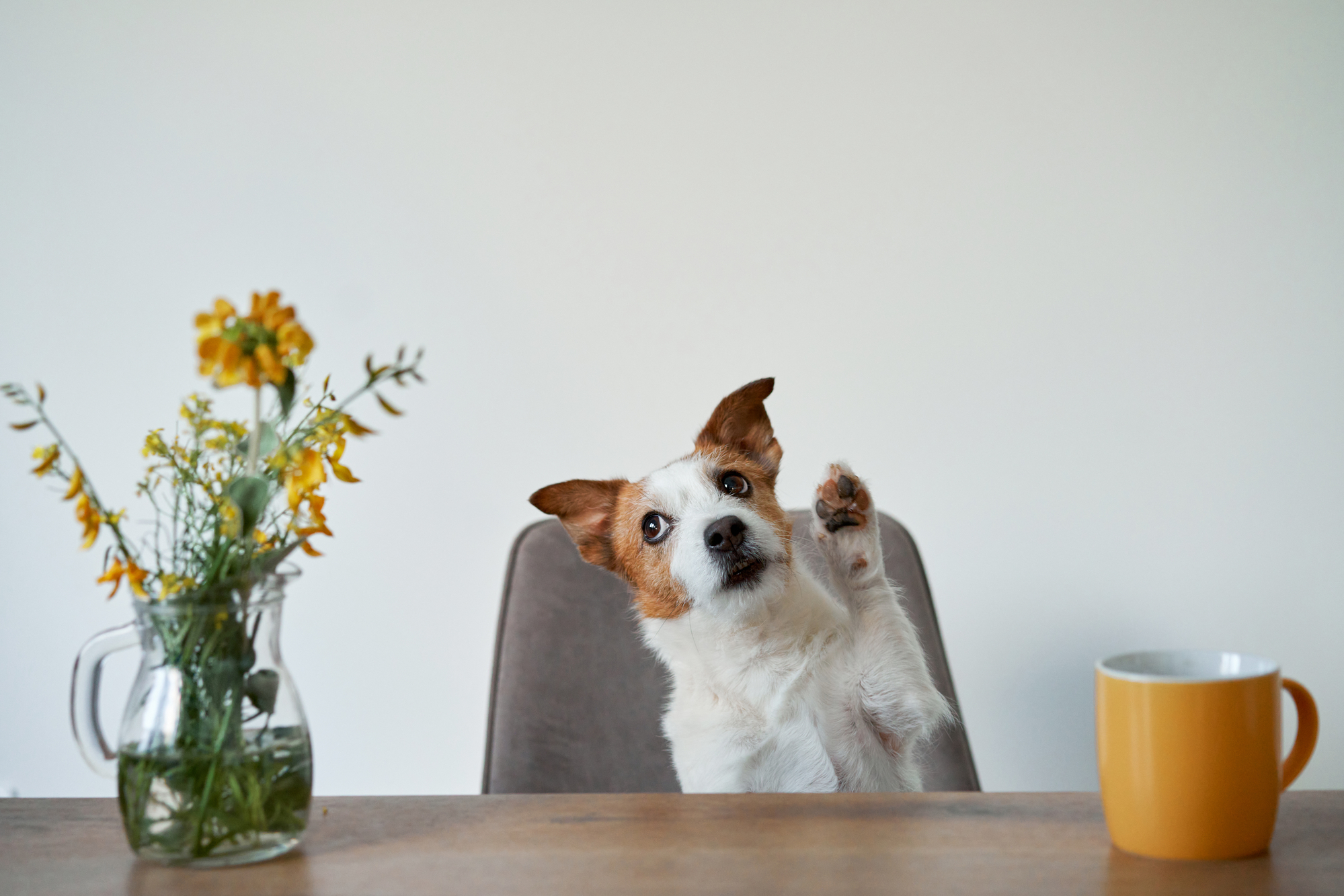the dog sits on a chair at the table. Cute Jack Russell Terrier at home