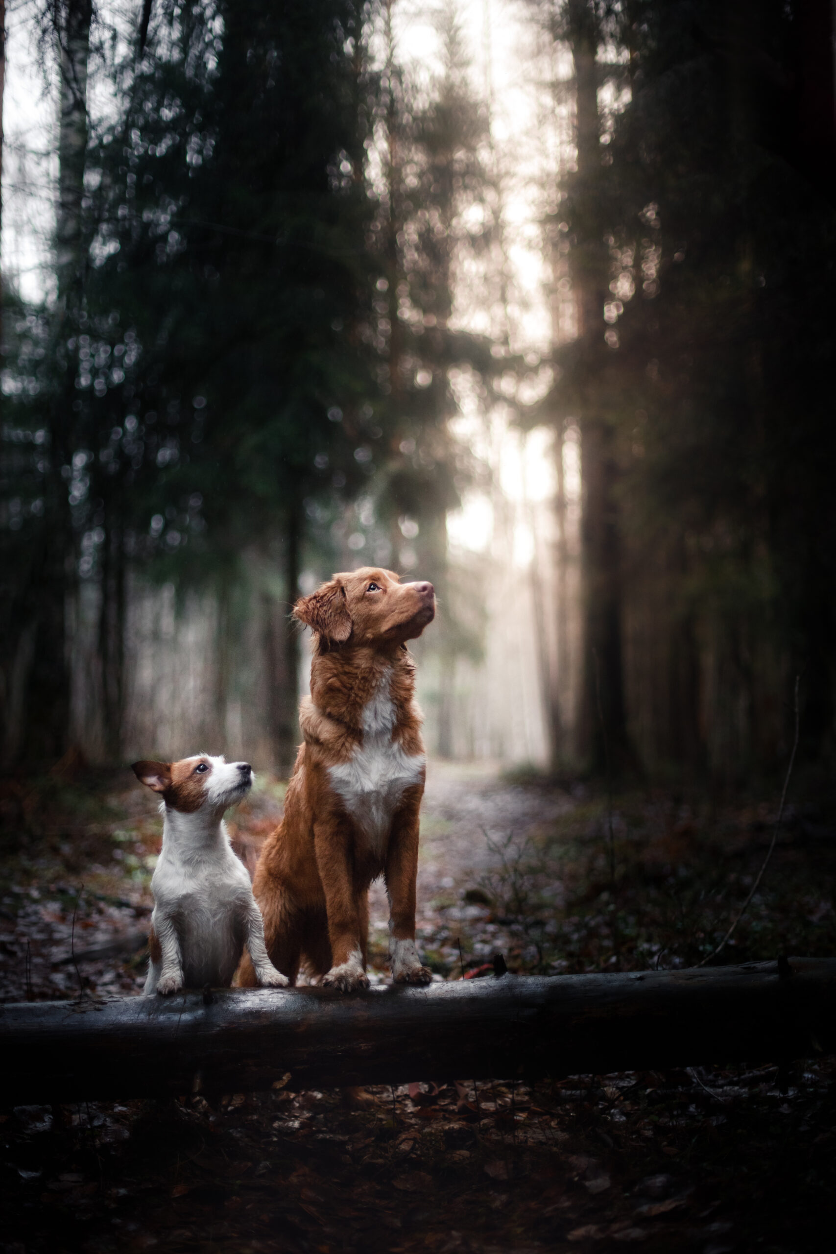 Dogs walk in the park in winter Four Paws Inn of Chester NJ